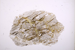 Plane Polarized, E6484