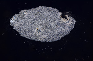 Cross Polarized, E6485