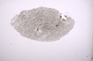 Plane Polarized, E6485