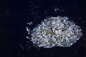 Cross Polarized, E6492