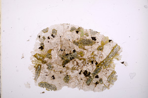 Plane Polarized, E6500