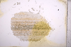 Plane Polarized, E6531