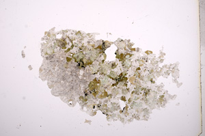 Plane Polarized, E6573