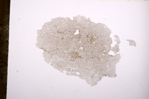 Plane Polarized, E6579