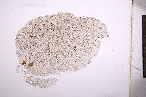 Plane Polarized, E6649