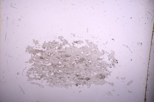 Plane Polarized, E6668