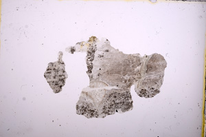 Plane Polarized, E6677