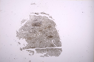 Plane Polarized, E6681A