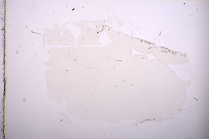 Plane Polarized, E6683