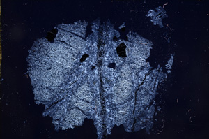 Cross Polarized, E6687