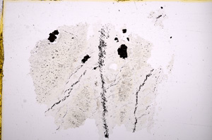 Plane Polarized, E6687