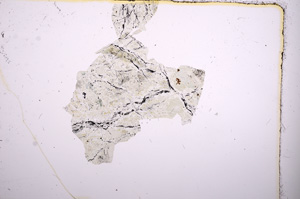 Plane Polarized, E6695