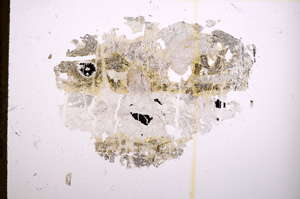 Plane Polarized, E6707