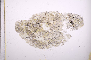 Plane Polarized, E6714