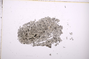Plane Polarized, E6738