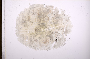Plane Polarized, E6739