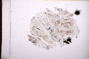 Plane Polarized, E6856