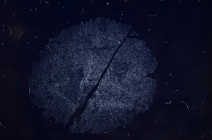 Cross Polarized, E6858