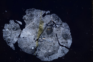 Cross Polarized, E6859