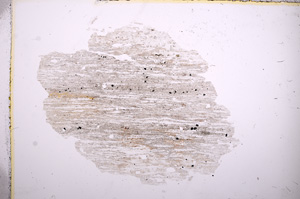 Plane Polarized, E6884