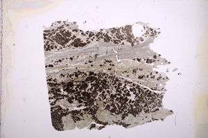 Plane Polarized, E6894
