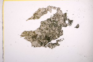 Plane Polarized, E6898