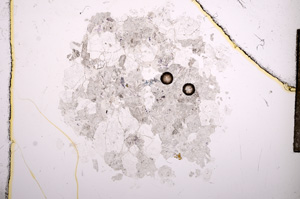 Plane Polarized, E6902