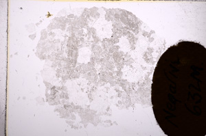 Plane Polarized, E6961