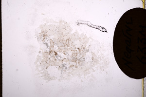 Plane Polarized, E6966