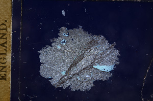 Cross Polarized, E7031