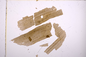 Plane Polarized, E7093