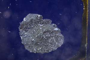Cross Polarized, E7123