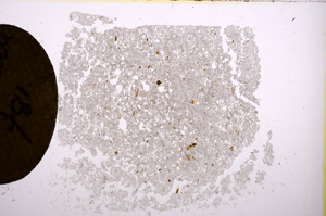 Plane Polarized, E7130