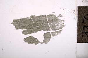 Plane Polarized, E7173