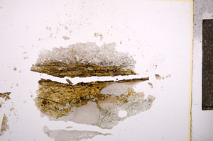 Plane Polarized, E7174