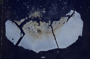 Cross Polarized, E7179