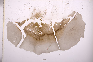 Plane Polarized, E7179