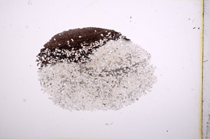 Plane Polarized, E7234/A