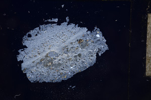 Cross Polarized, E7239