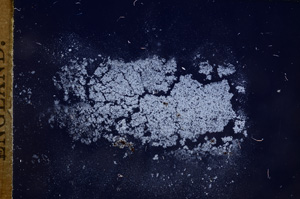 Cross Polarized, E7273