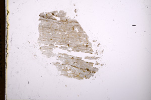 Plane Polarized, E7286