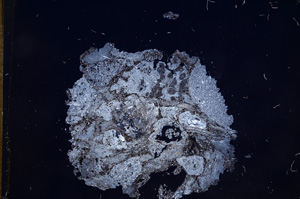 Cross Polarized, E7297