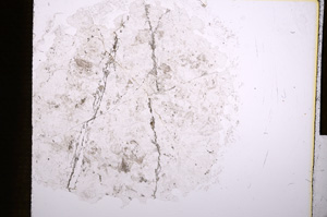 Plane Polarized, E7310