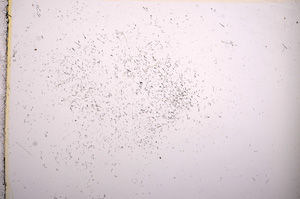 Plane Polarized, E7396