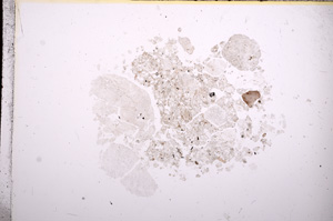 Plane Polarized, E7415