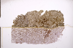 Plane Polarized, E7417