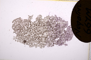 Plane Polarized, E7419