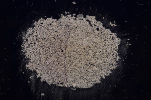 Cross Polarized, E7424