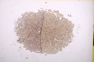 Plane Polarized, E7424