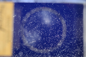 Cross Polarized, E7490